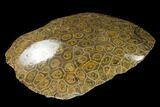 Polished Fossil Coral (Actinocyathus) - Morocco #136291-2